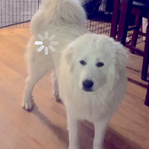 Meet your Posher, Kim and Emma - Picture 2 of 2